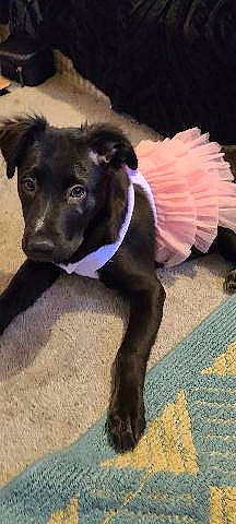 Eva Louise Lacefield