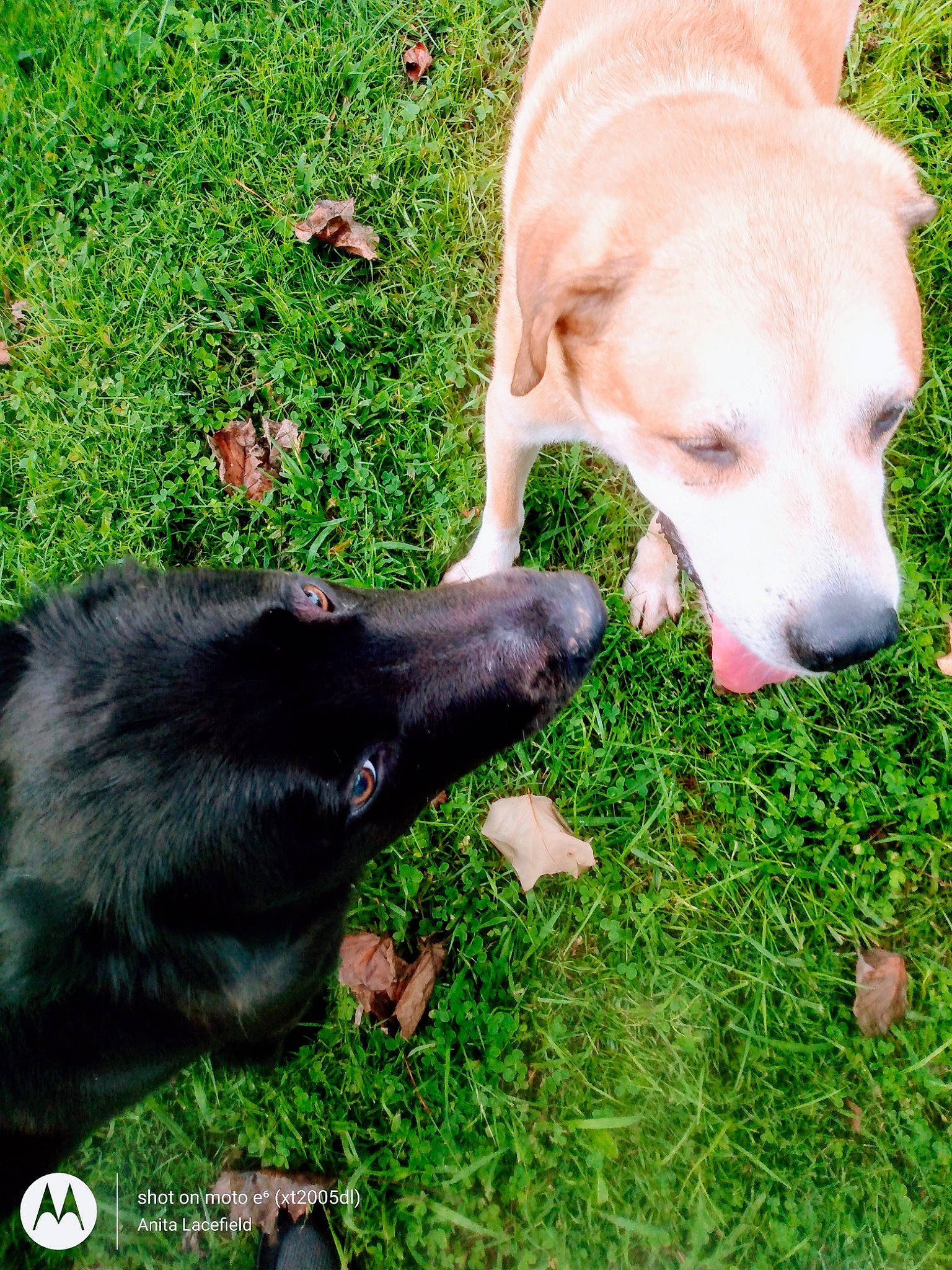 Eva Louise Lacefield joined the competition — help win amazing prizes! borador, canidae, carnivore, collar, companion_dog, dog, dog_breed, dog_collar, fawn, gesture, grass, guard_dog, mammal, plant, snout, sporting_group, tail, vertebrate, working_animal, working_dog