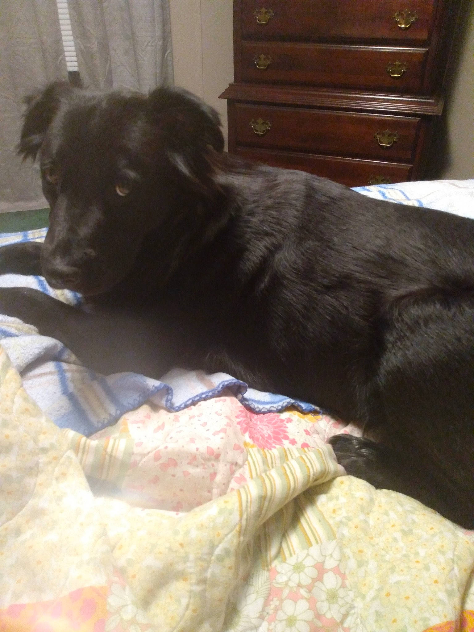 Eva Louise Lacefield joined the competition — help win amazing prizes! borador, cabinetry, canidae, carnivore, chest, chest_of_drawers, comfort, companion_dog, dog, dog_breed, drawer, dresser, fur, hardwood, snout, sporting_group, whiskers, wood, wood_stain, working_animal