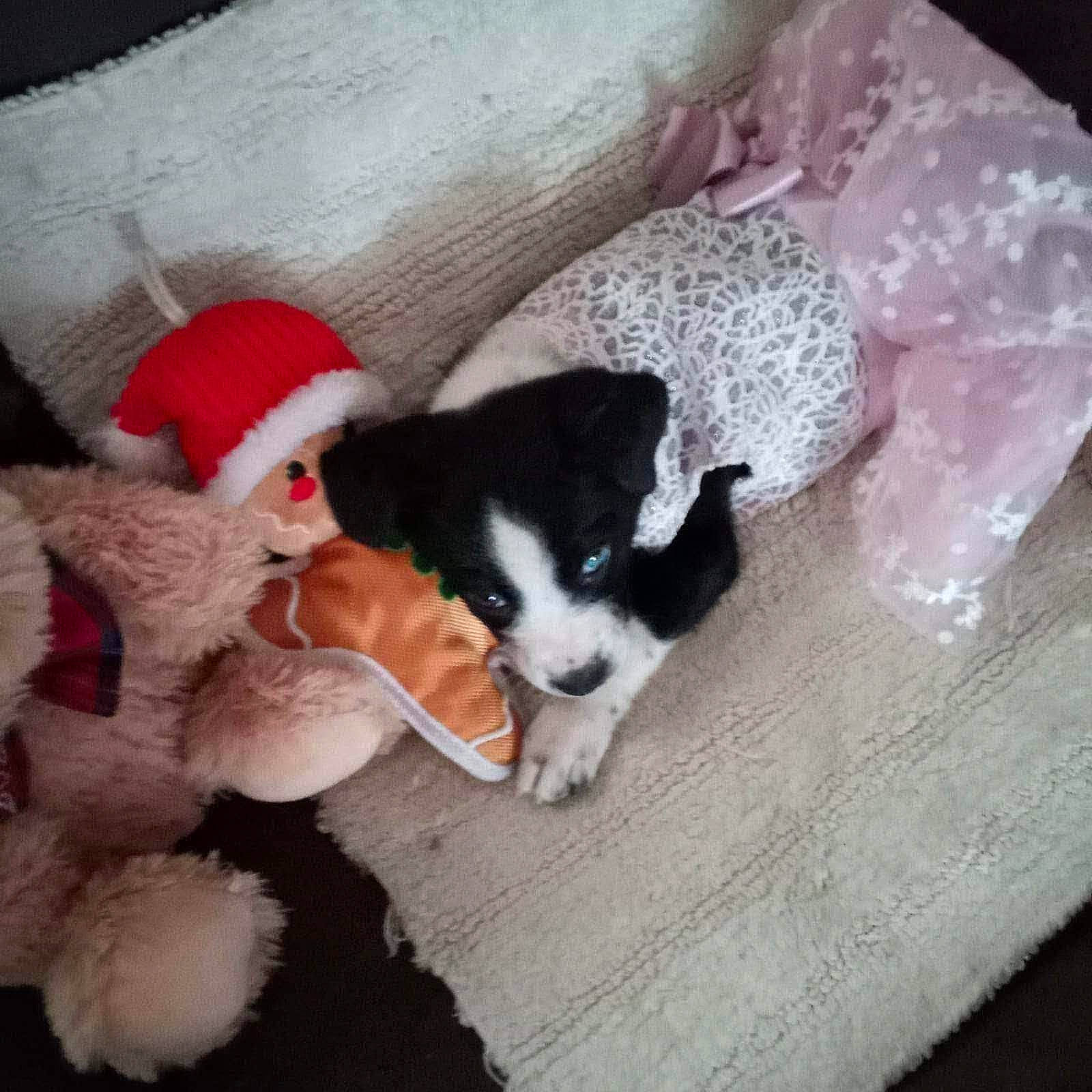 Ella is registered to the contest to win money with this photo: canidae, carmine, carnivore, cat, comfort, companion_dog, dog_breed, fawn, felidae, flooring, fur, lap, paw, small_to_medium_sized_cats, snout, sporting_group, tail, toy, whiskers, wool