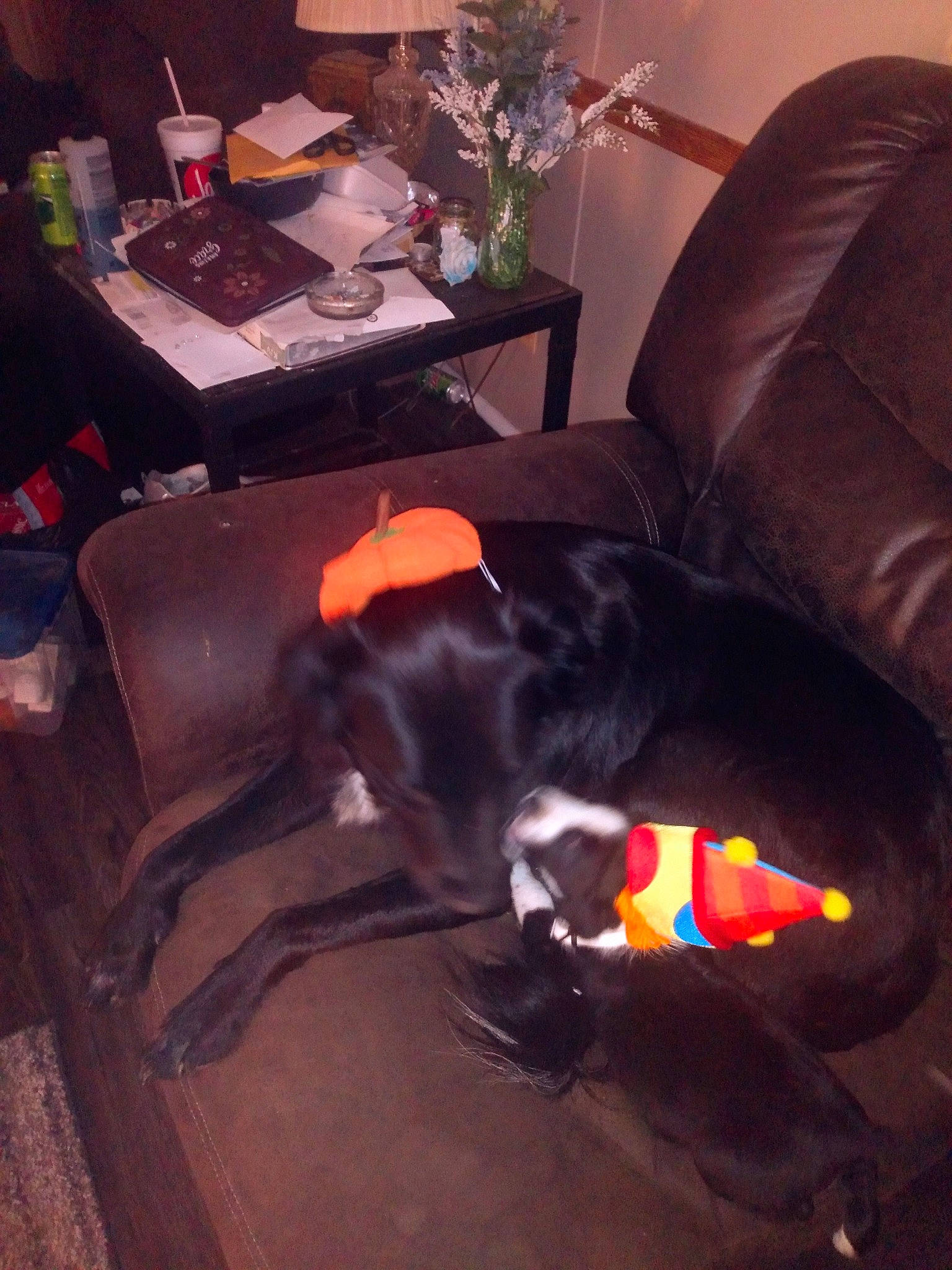 Ella is registered to the contest to win money with this photo: armrest, carnivore, chair, comfort, companion_dog, couch, dog_breed, felidae, flooring, fur, furniture, hardwood, living_room, plant, room, small_to_medium_sized_cats, sporting_group, table, tail, wood