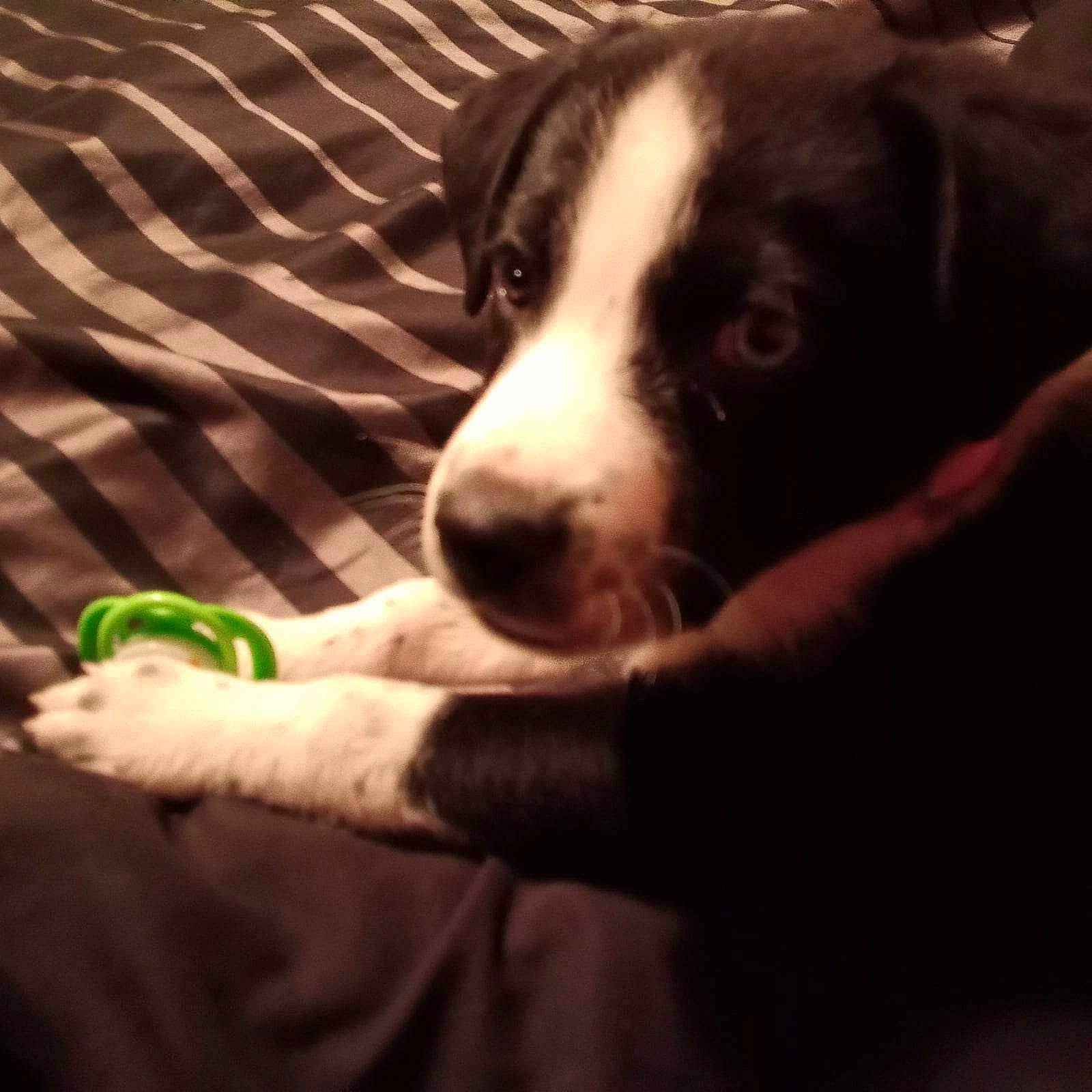 Ella joined the competition — help win amazing prizes! canidae, carnivore, comfort, companion_dog, dog, dog_breed, flooring, fur, herding_dog, mcnab, non_sporting_group, paw, snout, sporting_group, square, terrestrial_animal, whiskers, working_animal, working_dog