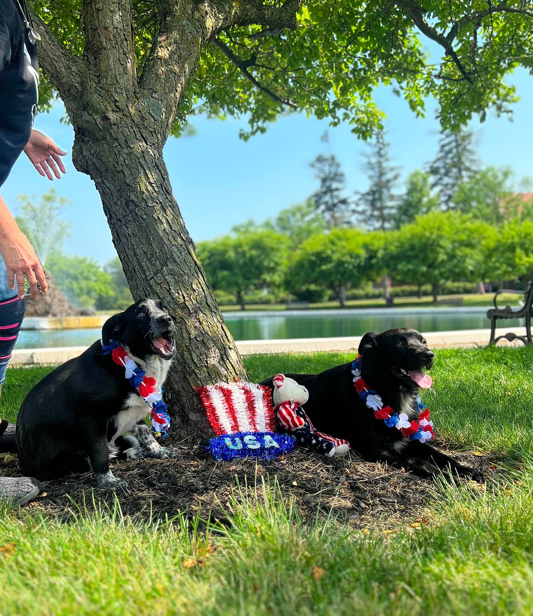 Dutton is registered to the contest to win money with this photo: carnivore, collar, companion_dog, dog, dog_breed, dog_collar, dog_supply, electric_blue, grass, green, lawn, leash, leisure, people_in_nature, plant, recreation, sky, sporting_group, tree, working_animal