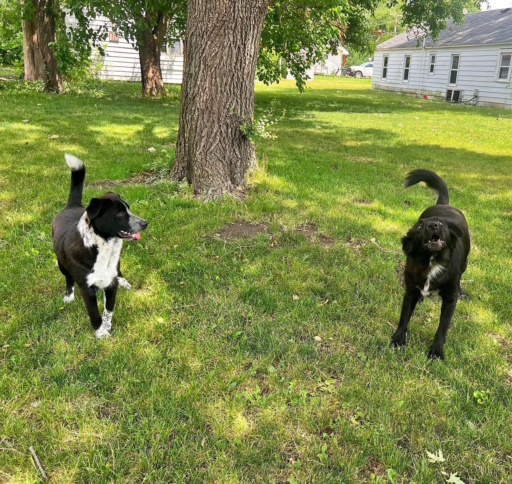 Dutton is registered to the contest to win money with this photo: border_collie, canidae, carnivore, companion_dog, dog, dog_breed, grass, grassland, green, herding_dog, lawn, mammal, pasture, plant, sporting_group, tail, tree, vertebrate, window, working_animal