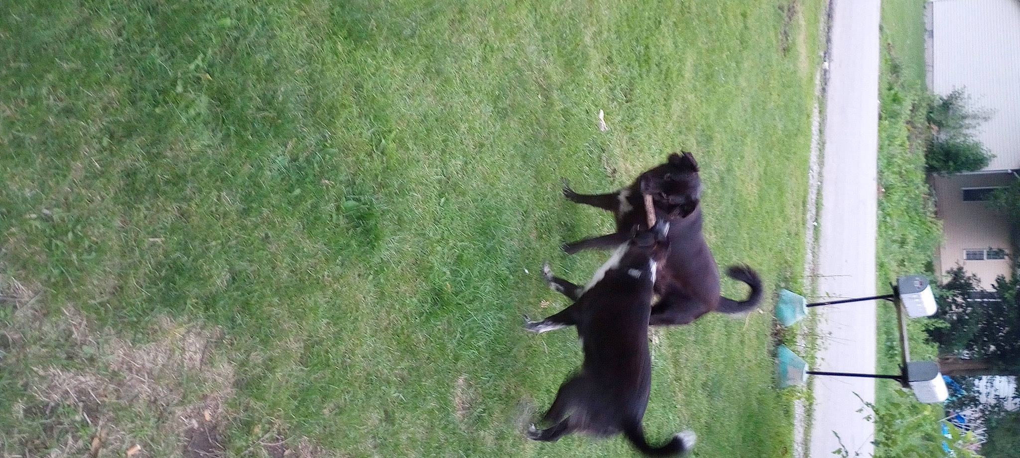 Eva joined the competition — help win amazing prizes! canidae, carnivore, dog_breed, felidae, fur, grass, groundcover, plant, shadow, small_to_medium_sized_cats, sporting_group, tail, terrestrial_animal, wildlife