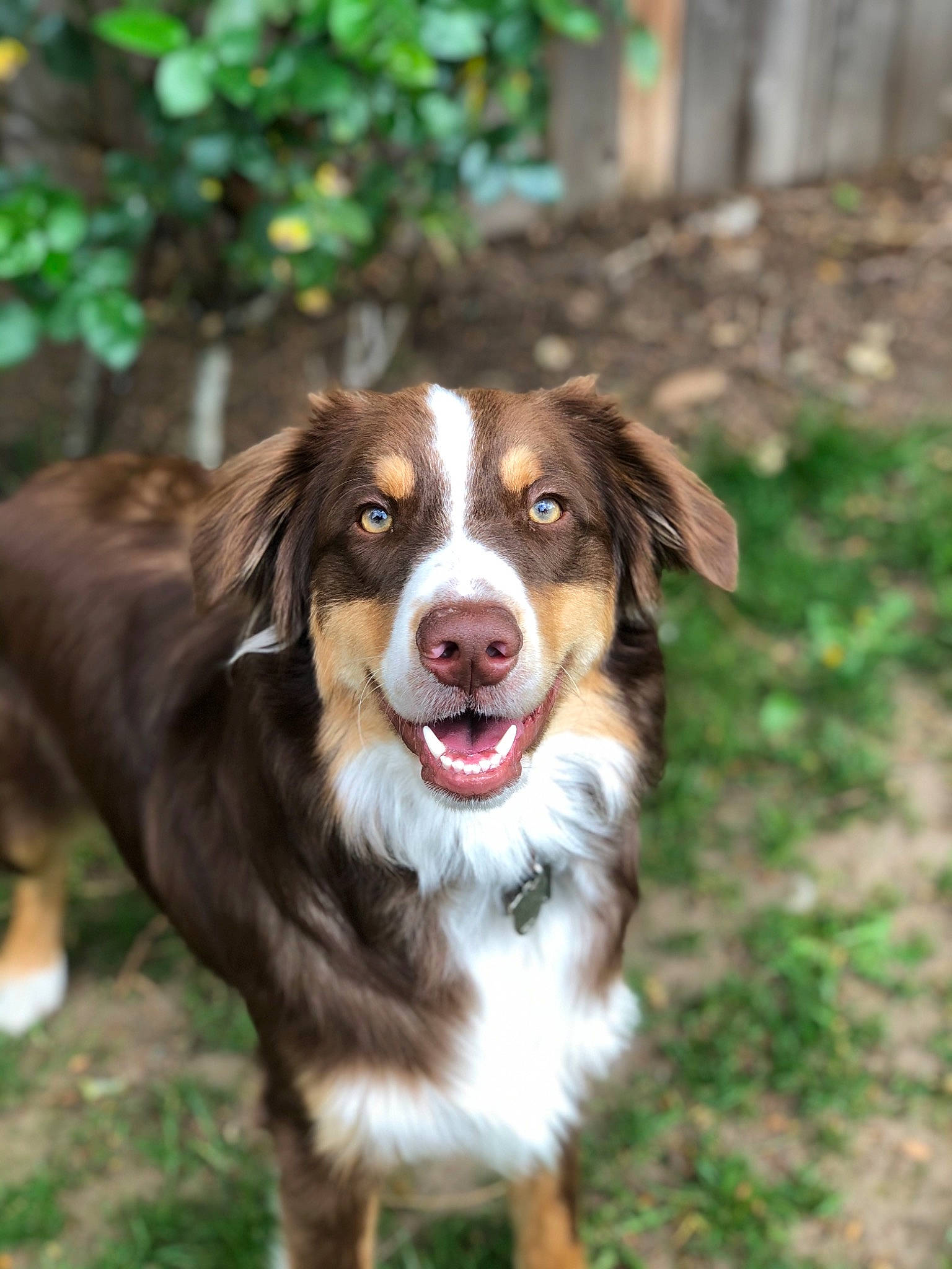 Cooper joined the competition — help win amazing prizes! australian_collie, border_collie, canidae, carnivore, companion_dog, dog, dog_breed, fang, grass, gun_dog, herding_dog, hunting_dog, liver, plant, smile, snout, sporting_group, terrestrial_animal, whiskers, working_dog