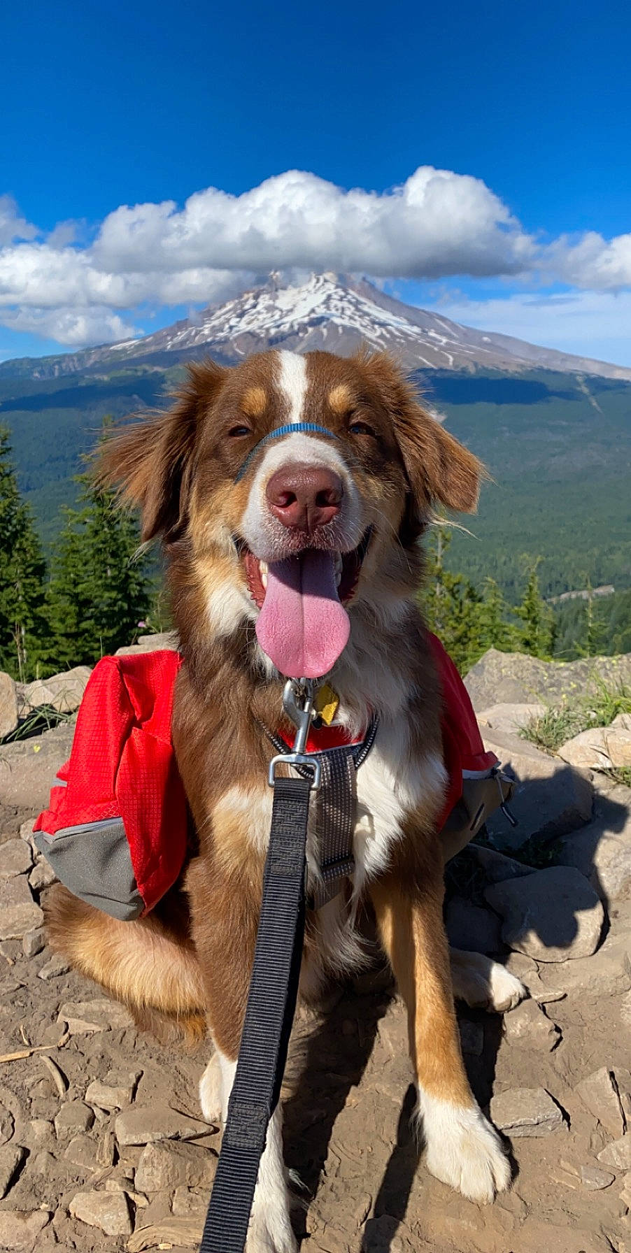 Cooper is registered to the contest to win money with this photo: adventure, carnivore, cloud, collar, companion_dog, dog, dog_breed, dog_collar, dog_supply, gun_dog, leash, leisure, liver, mountain, plant, recreation, sky, sporting_group, travel, tree