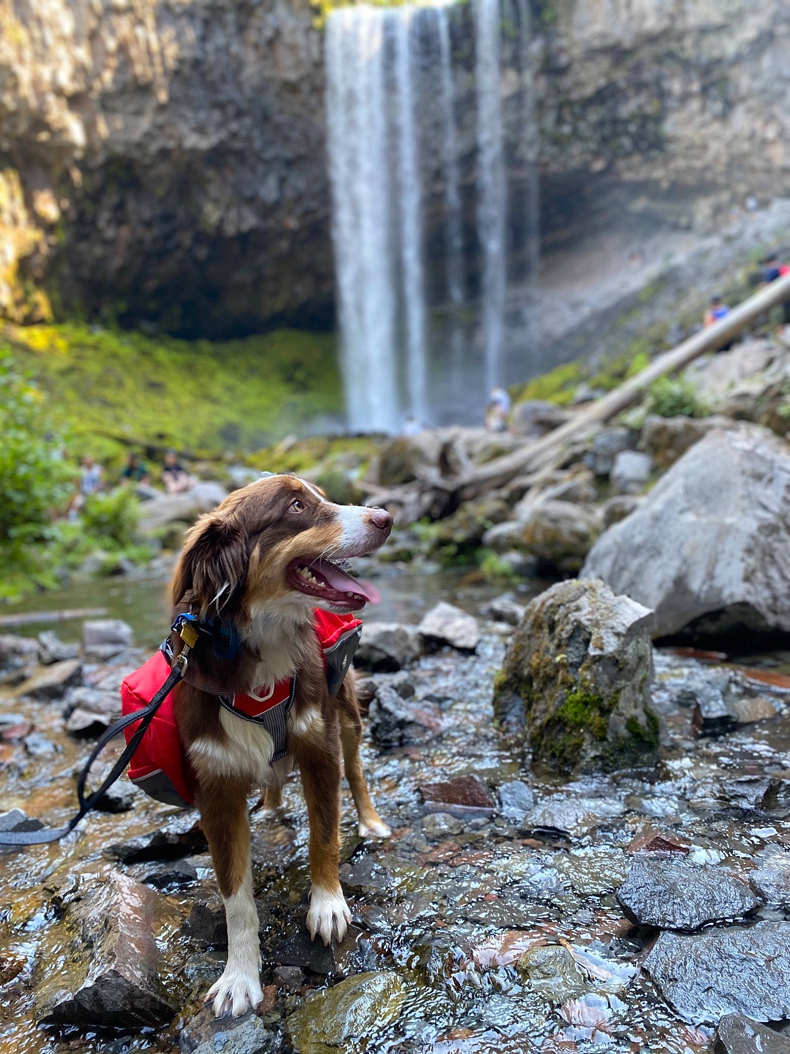 Cooper joined the competition — help win amazing prizes! adventure, bedrock, carnivore, companion_dog, dog, dog_breed, fawn, fluvial_landforms_of_streams, forest, natural_landscape, plant, recreation, sporting_group, spring, trail, tree, water, watercourse, waterfall, working_animal
