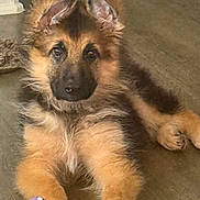 Layla Marie is registered to the contest to win money with this photo: german_shepherd, puppy, dog, pet, animal, fur, ears, toy, playful, cute, indoor, floor, brown, black, lying_down, young, mammal, domestic, companion, adorable