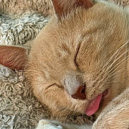Rose Lu is registered to the contest to win money with this photo: cat, sleeping, close_up, tongue_out, beige_cat, feline, pet, cute, whiskers, paw, soft_texture, blanket, cozy, relaxation, fur, animal, domestic, resting, cute_face, nap