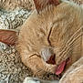 cat, sleeping, close_up, tongue_out, beige_cat, feline, pet, cute, whiskers, paw, soft_texture, blanket, cozy, relaxation, fur, animal, domestic, resting, cute_face, nap