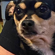 Maggie Mae is registered to the contest to win money with this photo: animal, black_fur, blurred_background, calm, candid, close_up, companion, dog, domestic_animal, ears, face, fur, indoor, looking_away, muzzle, pet, portrait, small_dog, tan_fur, whiskers