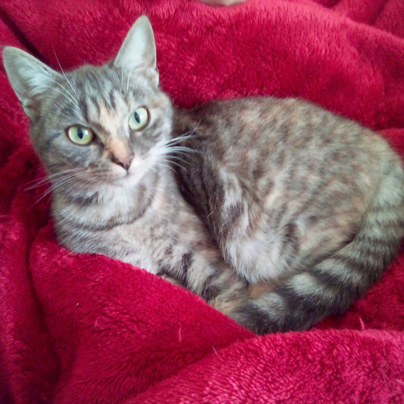 Indy participe au concours pour gagner de l'argent avec cette photo : carnivore, cat, cat_bed, cat_supply, claw, comfort, domestic_short_haired_cat, felidae, fur, paw, pet_supply, sitting, small_to_medium_sized_cats, snout, whiskers