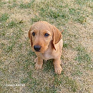 Balou participe au concours pour gagner de l'argent avec cette photo : puppy, dog, grass, outdoor, young, brown_fur, pet, animal, cute, sitting, looking_up, ears, nose, eyes, adorable, fur, nature, small, portrait, canine
