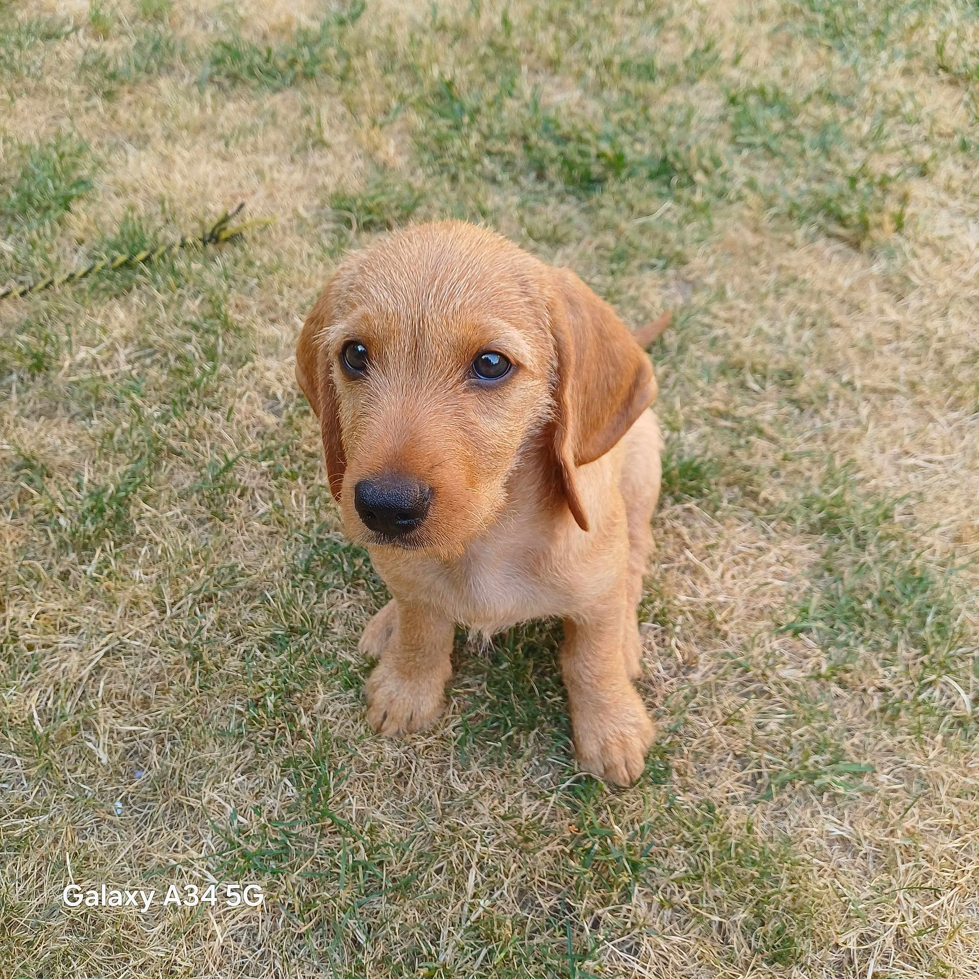 Balou