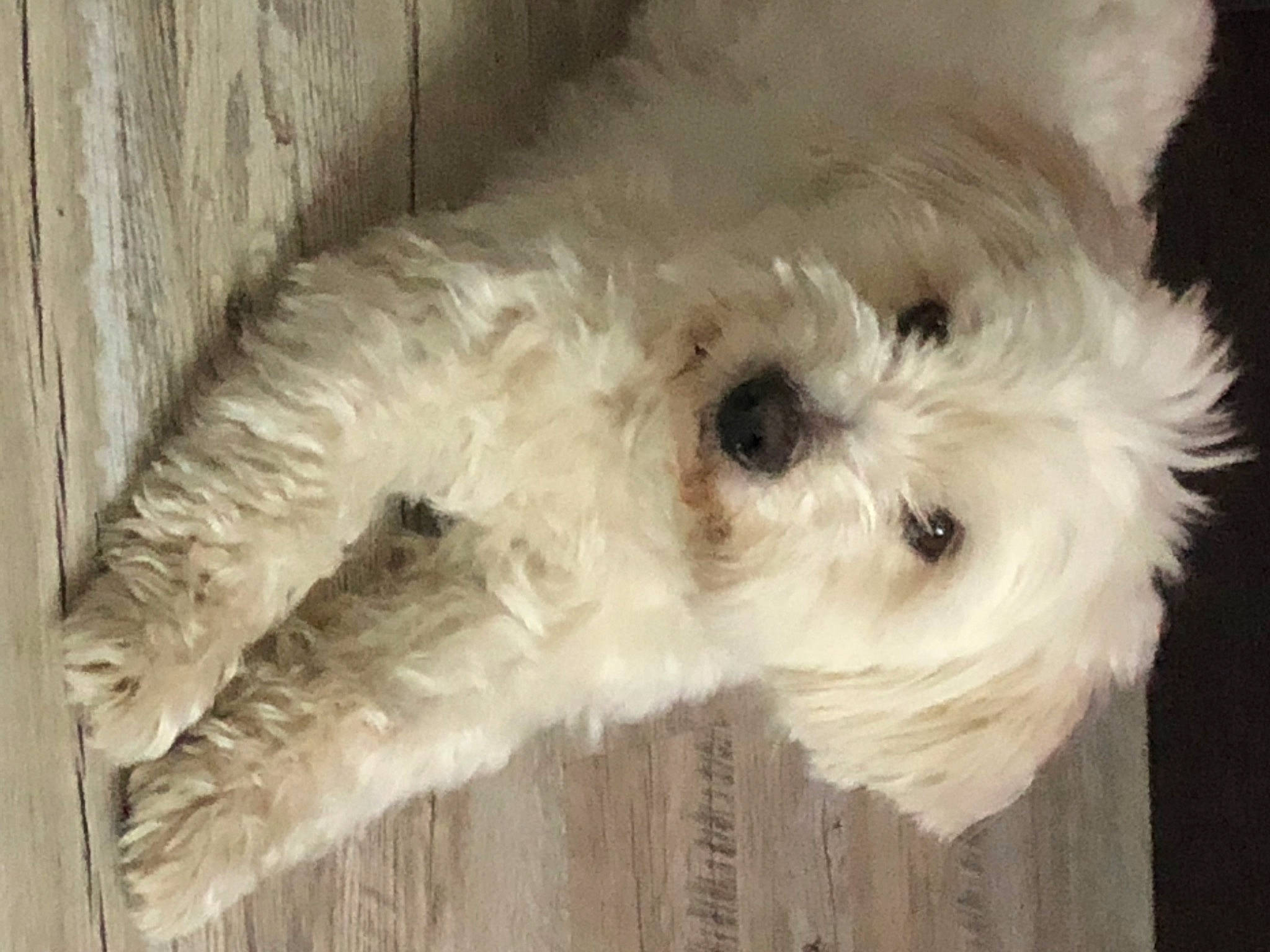 Jeepsy a rejoint le concours — aidez-le/la à gagner de superbes lots ! canidae, carnivore, companion_dog, dog, dog_breed, dog_collar, fur, labradoodle, maltepoo, non_sporting_group, poodle, poodle_crossbreed, small_terrier, snout, sporting_group, terrier, toy, toy_dog, water_dog, working_animal