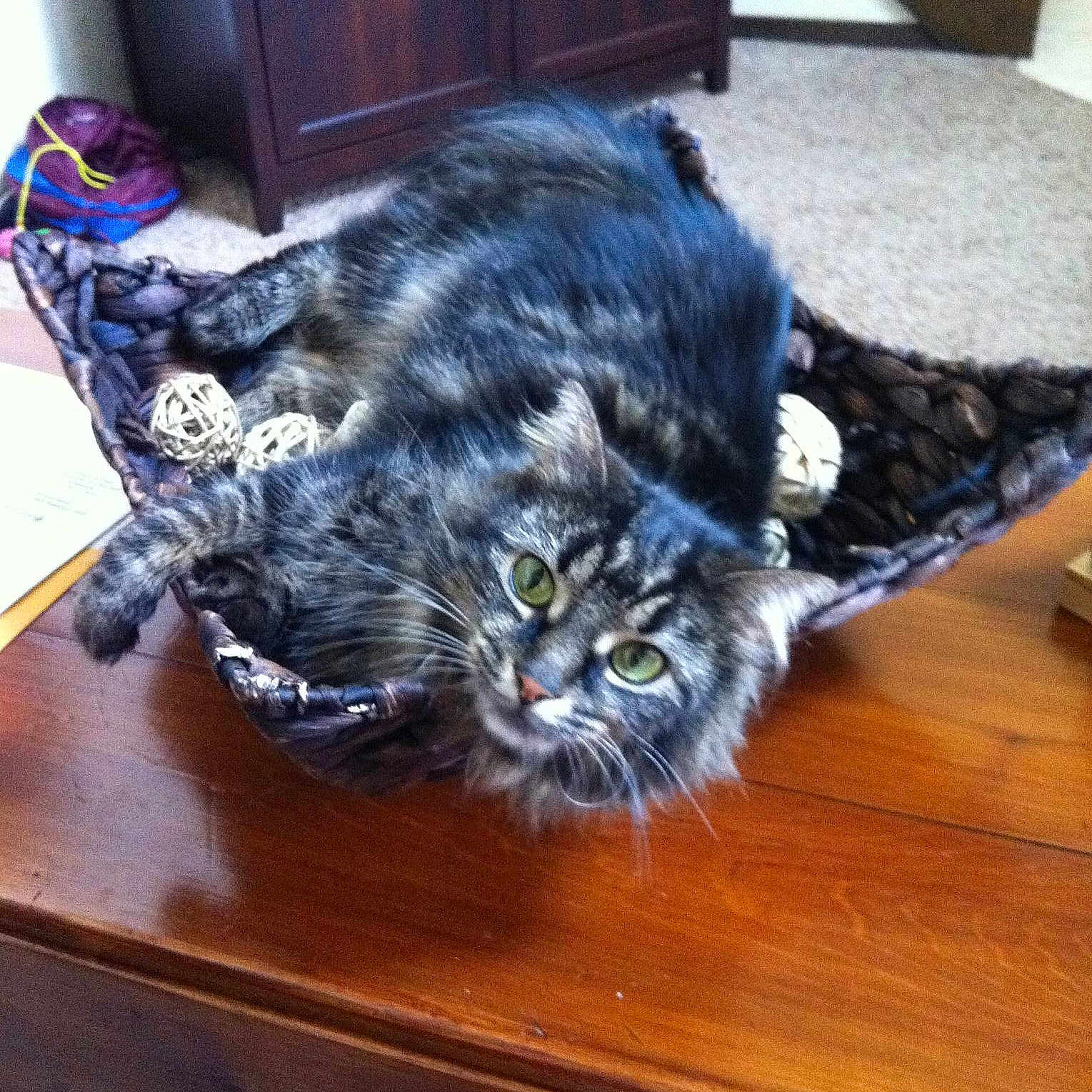 Whimbley joined the competition — help win amazing prizes!