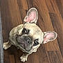 dog, french_bulldog, pet, animal, ears, collar, floor, wooden_floor, looking_up, cute, indoor, small_dog, canine, companion, domestic_animal, mammal, portrait, adorable, snout, paw