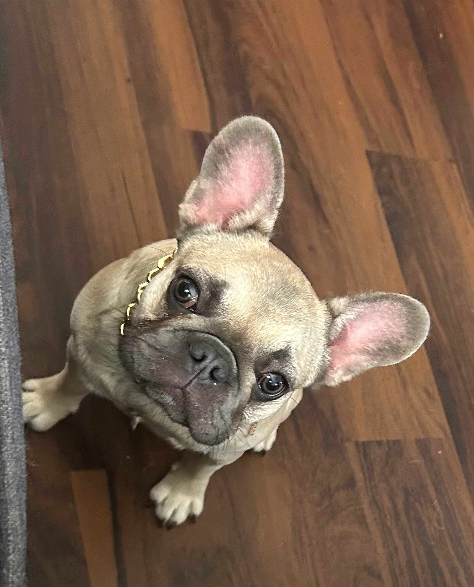Mona Lisa joined the competition — help win amazing prizes! dog, french_bulldog, pet, animal, ears, collar, floor, wooden_floor, looking_up, cute, indoor, small_dog, canine, companion, domestic_animal, mammal, portrait, adorable, snout, paw