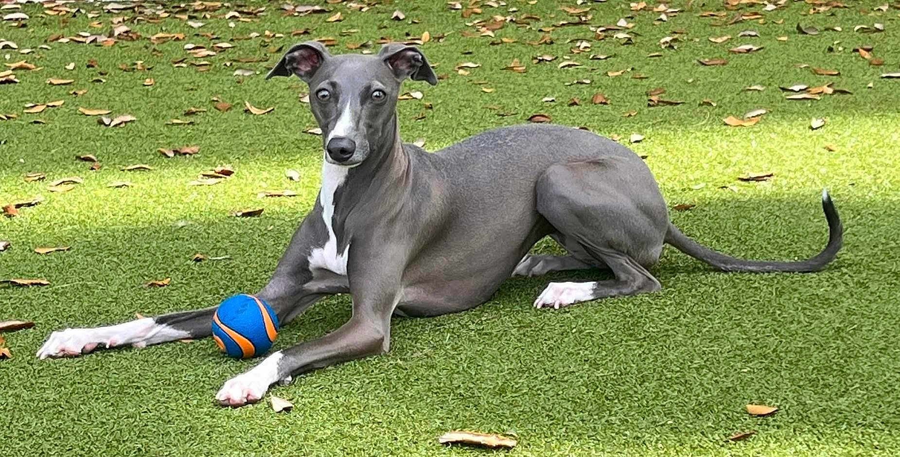 Emjay joined the competition — help win amazing prizes! dog, greyhound, ball, grass, leaves, outdoor, pet, animal, canine, playing, resting, greenery, summer, nature, paw, alert, laying, toy, sunlight, park
