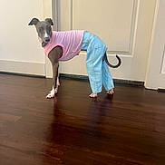 Emjay is registered to the contest to win money with this photo: dog, pet, indoor, clothing, pink_shirt, blue_pants, wooden_floor, curious, standing, tail, ears, door, wall, flooring, animal, canine, cute, fashion, looking, domestic