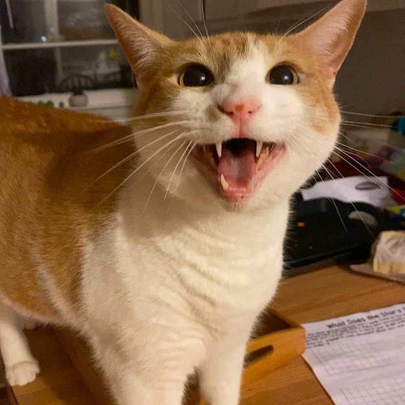 Bean joined the competition — help win amazing prizes! alert, cat, close_up, clutter, curious, domestic_animal, feline, household, indoor, open_mouth, orange_cat, papers, pet, table, teeth, whiskers, white_cat, wide_eyes, window, wooden_table