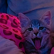 Sassy joined the competition — help win amazing prizes! kitten, cat, animal, pet, yawning, closeup, cute, feline, fur, whiskers, ears, blanket, indoor, cozy, resting, playful, young, domestic, mammal, sleepy