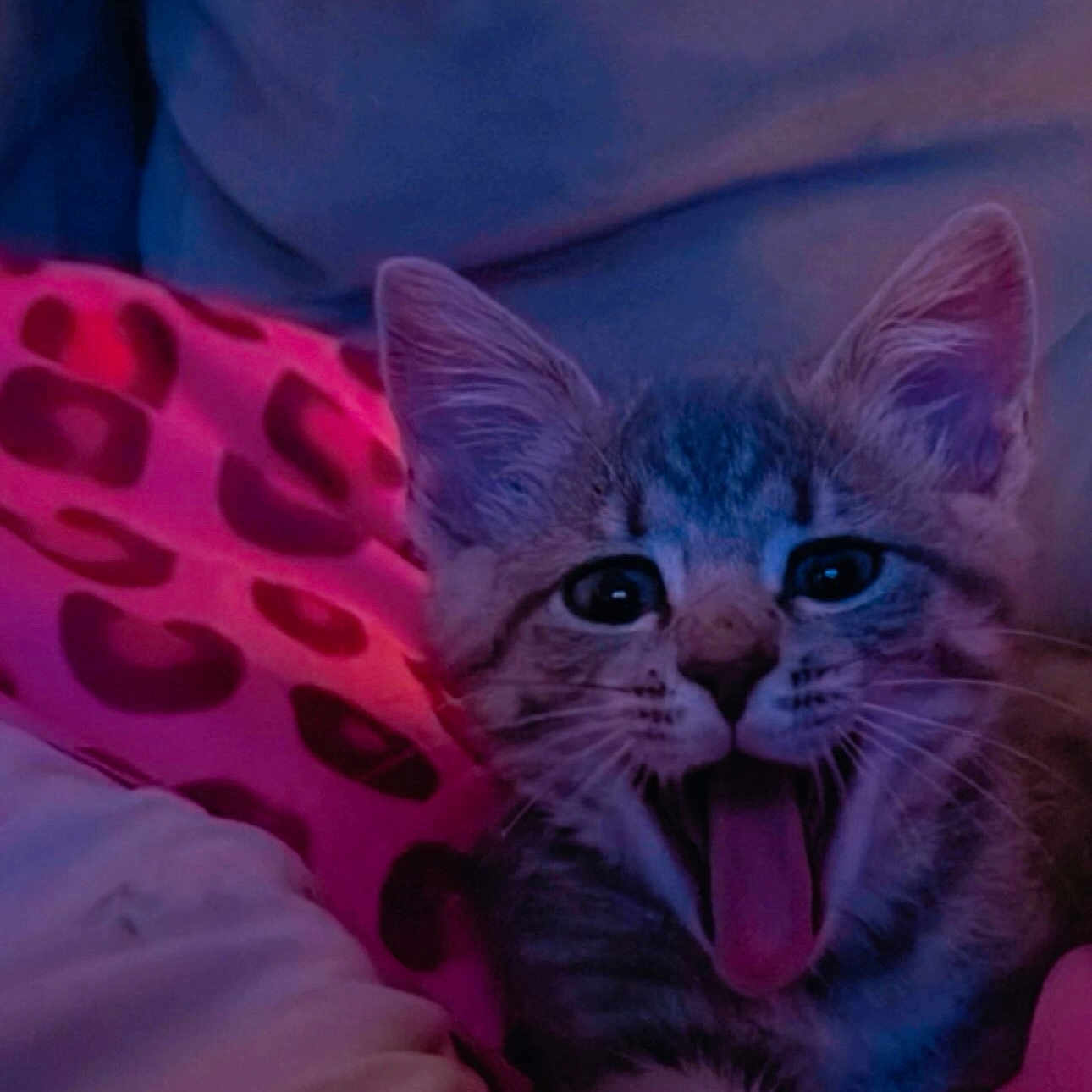 Sassy joined the competition — help win amazing prizes! animal, blanket, cat, closeup, cozy, cute, domestic, ears, feline, fur, indoor, kitten, mammal, pet, playful, resting, sleepy, whiskers, yawning, young