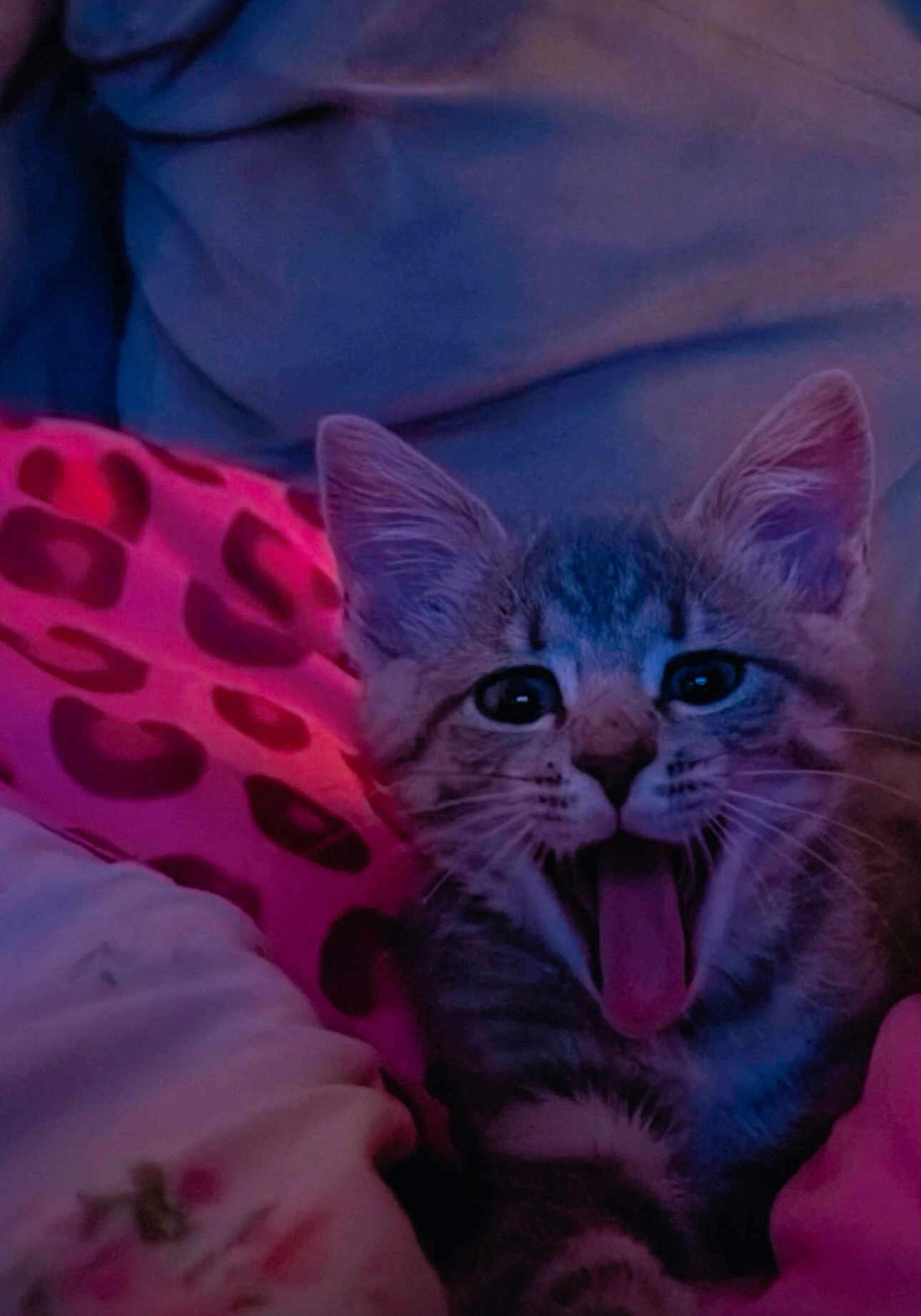 Sassy joined the competition — help win amazing prizes! kitten, cat, animal, pet, yawning, closeup, cute, feline, fur, whiskers, ears, blanket, indoor, cozy, resting, playful, young, domestic, mammal, sleepy