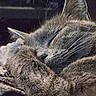 Moomoo joined the competition — help win amazing prizes! cat, sleeping, gray_fur, fluffy, whiskers, ears, closed_eyes, pet, animal, close_up, portrait, cozy, resting, relaxed, feline, fur, dark_background, soft_lighting, nap, peaceful