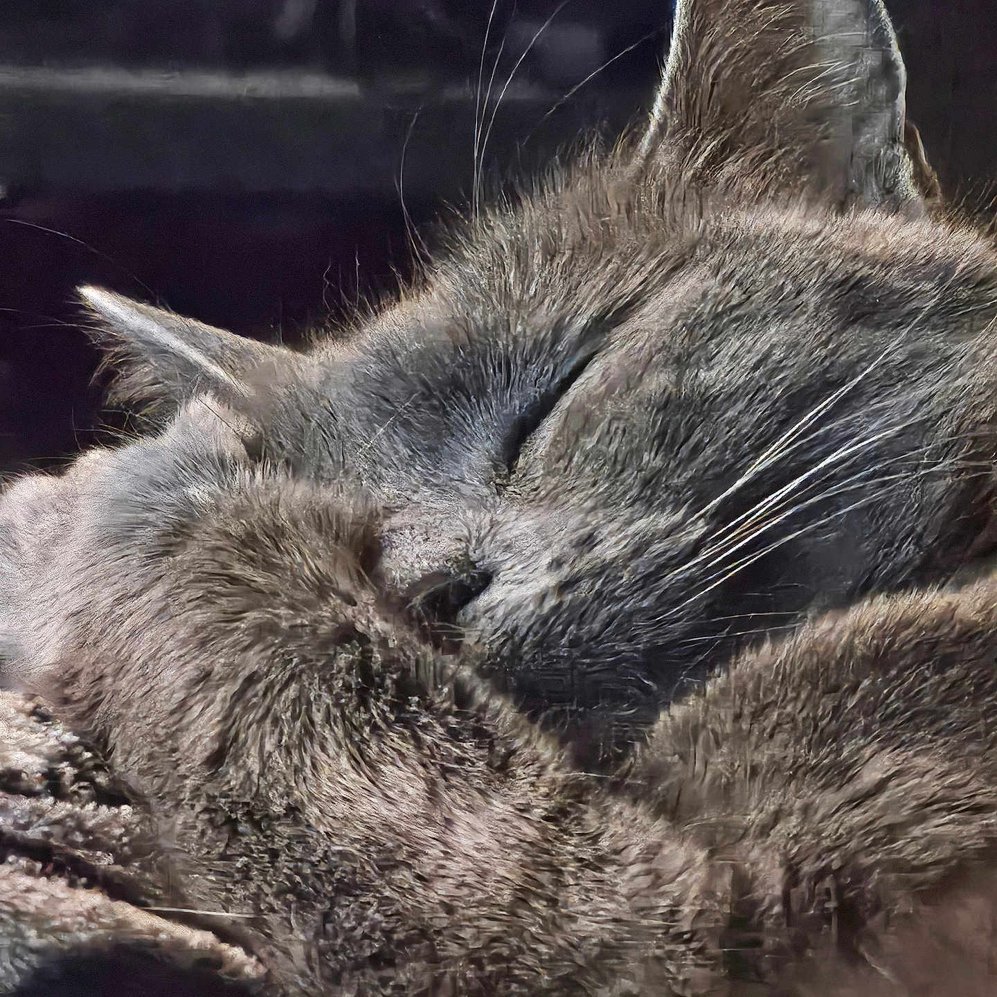 Moomoo joined the competition — help win amazing prizes! cat, sleeping, gray_fur, fluffy, whiskers, ears, closed_eyes, pet, animal, close_up, portrait, cozy, resting, relaxed, feline, fur, dark_background, soft_lighting, nap, peaceful