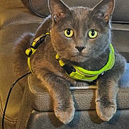 Moomoo is registered to the contest to win money with this photo: cat, gray_cat, green_eyes, harness, leash, pet, animal, feline, couch, indoor, portrait, sitting, lying_down, whiskers, ears, paws, short_hair, neon_green, home, close_up