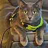 cat, gray_cat, green_eyes, harness, leash, pet, animal, feline, couch, indoor, portrait, sitting, lying_down, whiskers, ears, paws, short_hair, neon_green, home, close_up