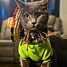 Moomoo joined the competition — help win amazing prizes! cat, gray_cat, pet, animal, portrait, close_up, green_shirt, hat, woven_hat, costume, collar, bells, colorful_cords, yellow_eyes, whiskers, ears, indoor, sitting, fashion, funny
