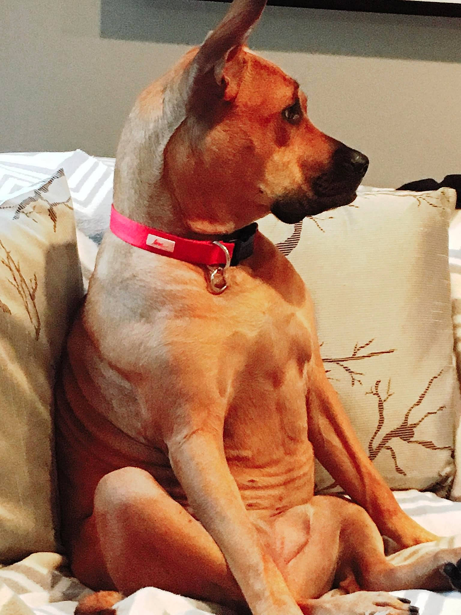 Lexi joined the competition — help win amazing prizes! ancient_dog_breeds, canidae, carnivore, collar, companion_dog, dog, dog_breed, dog_collar, dog_supply, fawn, foot, hunting_dog, liver, pet_supply, snout, sporting_group, tail, toe, working_animal, working_dog