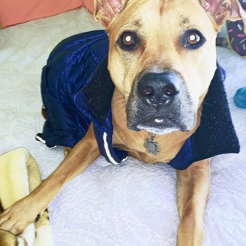 Lexi is registered to the contest to win money with this photo: canidae, carnivore, collar, companion_dog, dog, dog_breed, dog_clothes, dog_collar, dog_supply, fawn, guard_dog, jaw, pet_supply, snout, sporting_group, vertebrate, whiskers, working_animal, working_dog