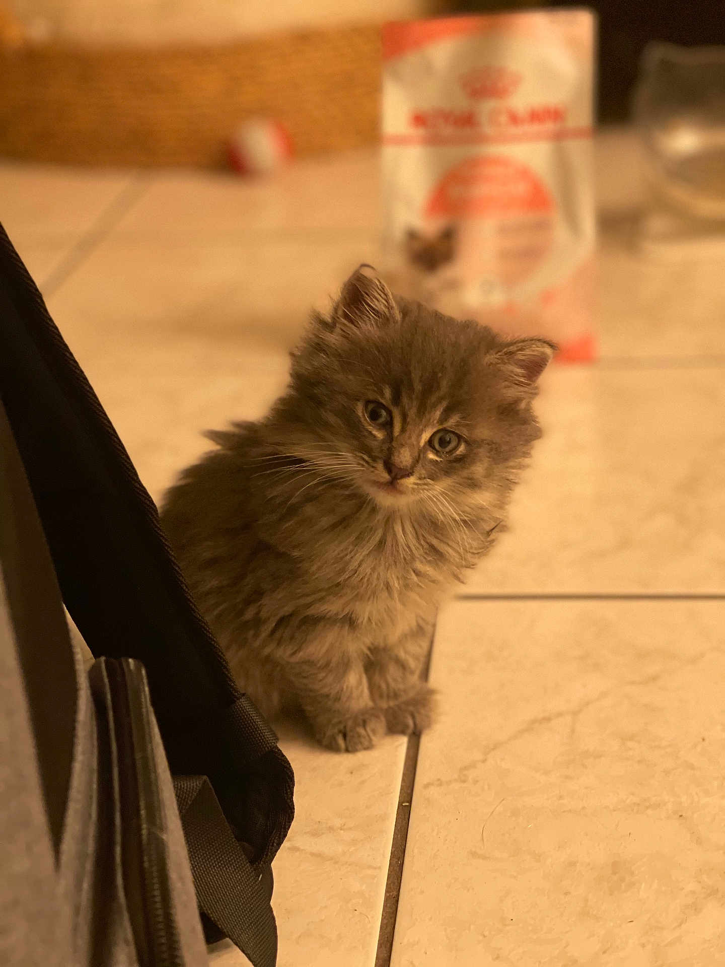 Igor a rejoint le concours — aidez-le/la à gagner de superbes lots ! kitten, cat, pet, fur, fluffy, sitting, indoor, tile_floor, backpack, food_package, bowl, basket, whiskers, big_eyes, gaze, portrait, bokeh, shallow_depth_of_field, soft_lighting, cute
