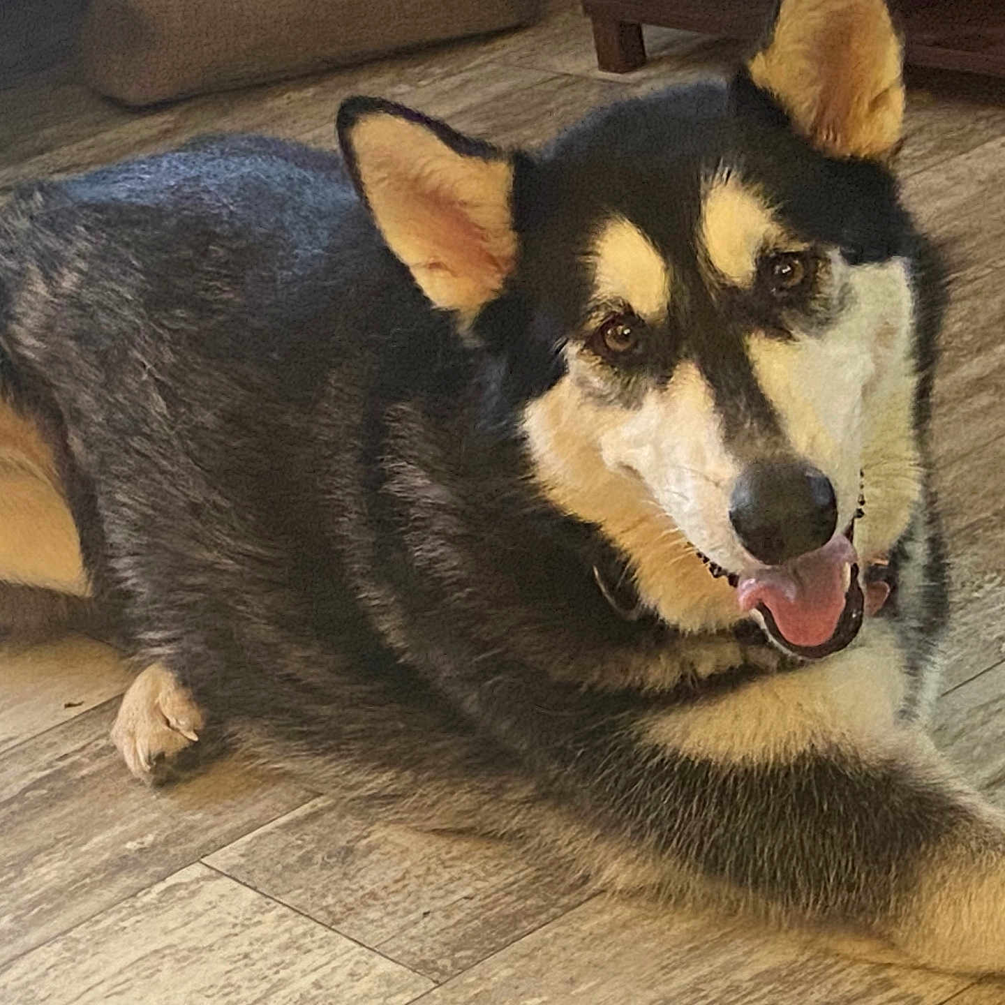 Bella joined the competition — help win amazing prizes! animal, canine, dog, dogbed, germanshepherd, hardwood, hound, husky, indoors, interiordesign, pet, policedog, puppy, racket, snout, sport, stainedwood, tennis, tennisracket, wood