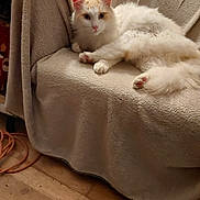 Lumi participe au concours pour gagner de l'argent avec cette photo : angora, animal, architecture, armchair, blanket, building, cat, chair, couch, furniture, hardwood, indoors, kitten, livingroom, manx, person, pet, siamese, sleeping, wood