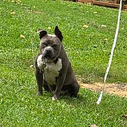 Duke joined the competition — help win amazing prizes! dog, grass, outdoor, pet, animal, sitting, greenery, leaf, canine, collar, nature, yard, fence, wood, summer, daylight, guarding, watchful, mammal, domestic