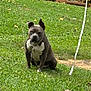 dog, grass, outdoor, pet, animal, sitting, greenery, leaf, canine, collar, nature, yard, fence, wood, summer, daylight, guarding, watchful, mammal, domestic