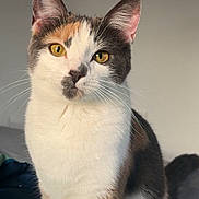 Callie is registered to the contest to win money with this photo: cat, calico, pet, animal, feline, whiskers, ears, eyes, fur, portrait, indoor, cute, curious, sitting, closeup, face, domestic, mammal, soft_light, background
