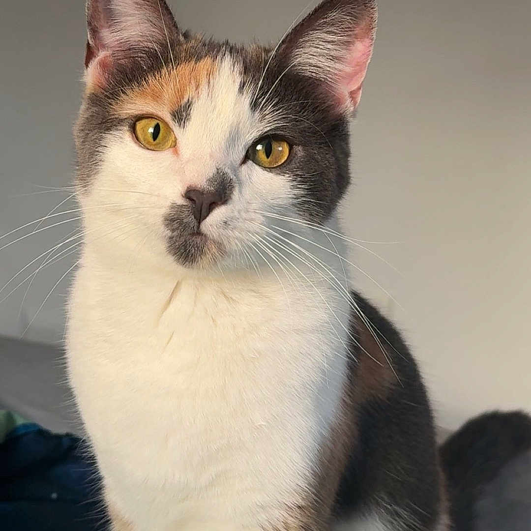 Callie is registered to the contest to win money with this photo: animal, background, calico, cat, closeup, curious, cute, domestic, ears, eyes, face, feline, fur, indoor, mammal, pet, portrait, sitting, soft_light, whiskers