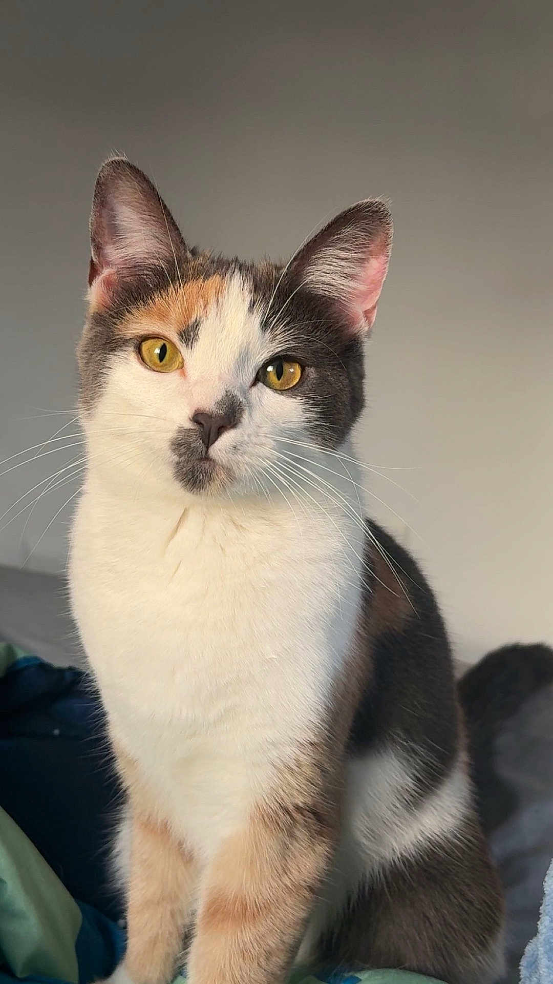 Callie is registered to the contest to win money with this photo: cat, calico, pet, animal, feline, whiskers, ears, eyes, fur, portrait, indoor, cute, curious, sitting, closeup, face, domestic, mammal, soft_light, background