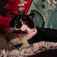 Silas is registered to the contest to win money with this photo: bandana, blanket, cat, collar, colorful, cozy, cushion, cute, flowers, fluffy, fur, indoor, pet, portrait, sitting, staring, tuxedo_cat, wall_art, whiskers, wide_eyes