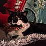 bandana, blanket, cat, collar, colorful, cozy, cushion, cute, flowers, fluffy, fur, indoor, pet, portrait, sitting, staring, tuxedo_cat, wall_art, whiskers, wide_eyes