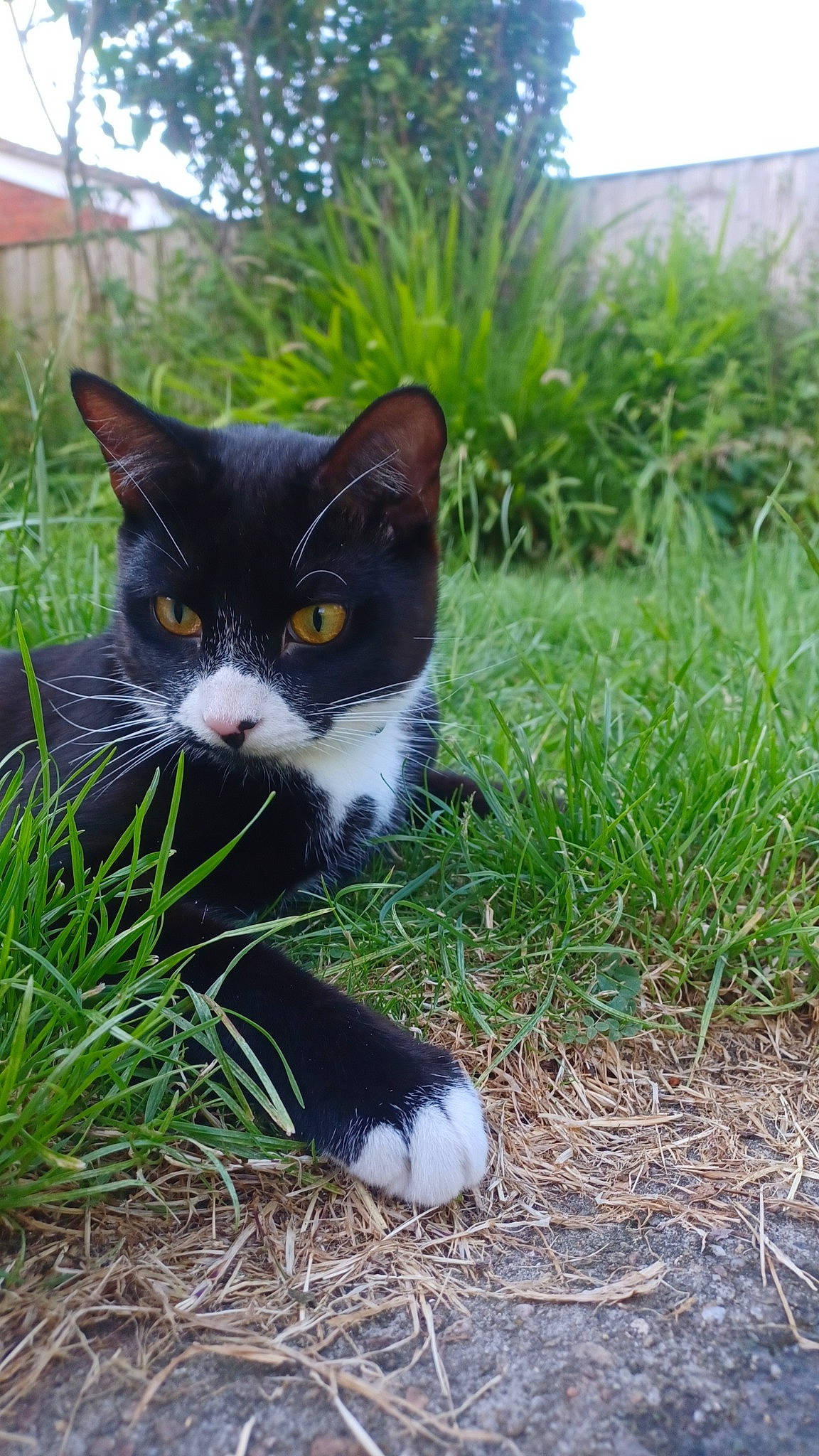 Luca joined the competition — help win amazing prizes! art, black_cat, carnivore, cat, domestic_short_haired_cat, felidae, fur, grass, grass_family, groundcover, herb, lawn, plant, sky, small_to_medium_sized_cats, snout, tail, terrestrial_animal, tree, whiskers