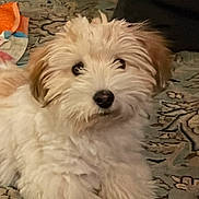 Bigoudi a rejoint le concours — aidez-le/la à gagner de superbes lots ! dog, puppy, fluffy, indoor, carpet, patterned_rug, curious, light_brown, cream_color, fur, pet, cute, animal, laying_down, looking_up, cozy, domestic, young_dog, soft_fur, floor