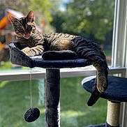 Indiana Jones joined the competition — help win amazing prizes! cat, tabby_cat, cat_tree, tongue_out, indoor, window, sunlight, plush, toy, relaxed, pet, feline, animal, domestic, playful, lazy, greenery, blurred_background, home, resting