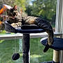 cat, tabby_cat, cat_tree, tongue_out, indoor, window, sunlight, plush, toy, relaxed, pet, feline, animal, domestic, playful, lazy, greenery, blurred_background, home, resting